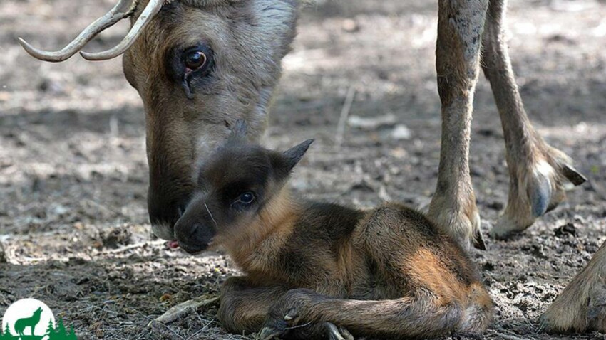 Bebes Animaux A Croquer Femme Actuelle Le Mag