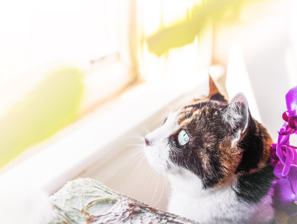 Canicule Attention Aux Chutes De Chats Femme Actuelle Le Mag