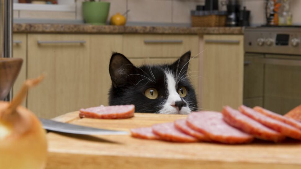 Ce que révèle l'alimentation de votre chat