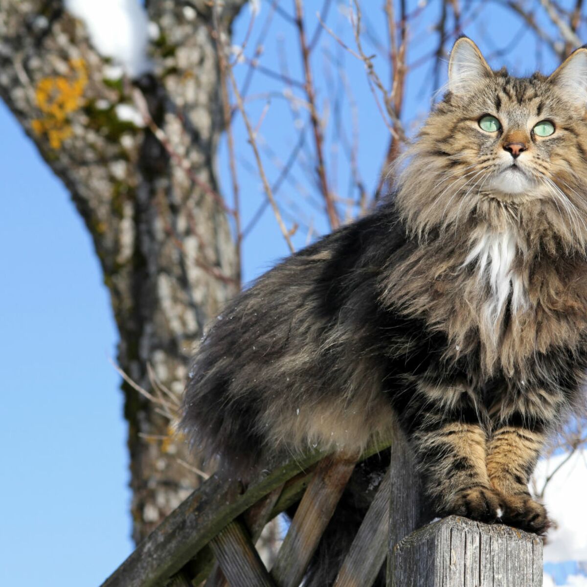 Comment Gerer Un Chat Baroudeur Femme Actuelle Le Mag