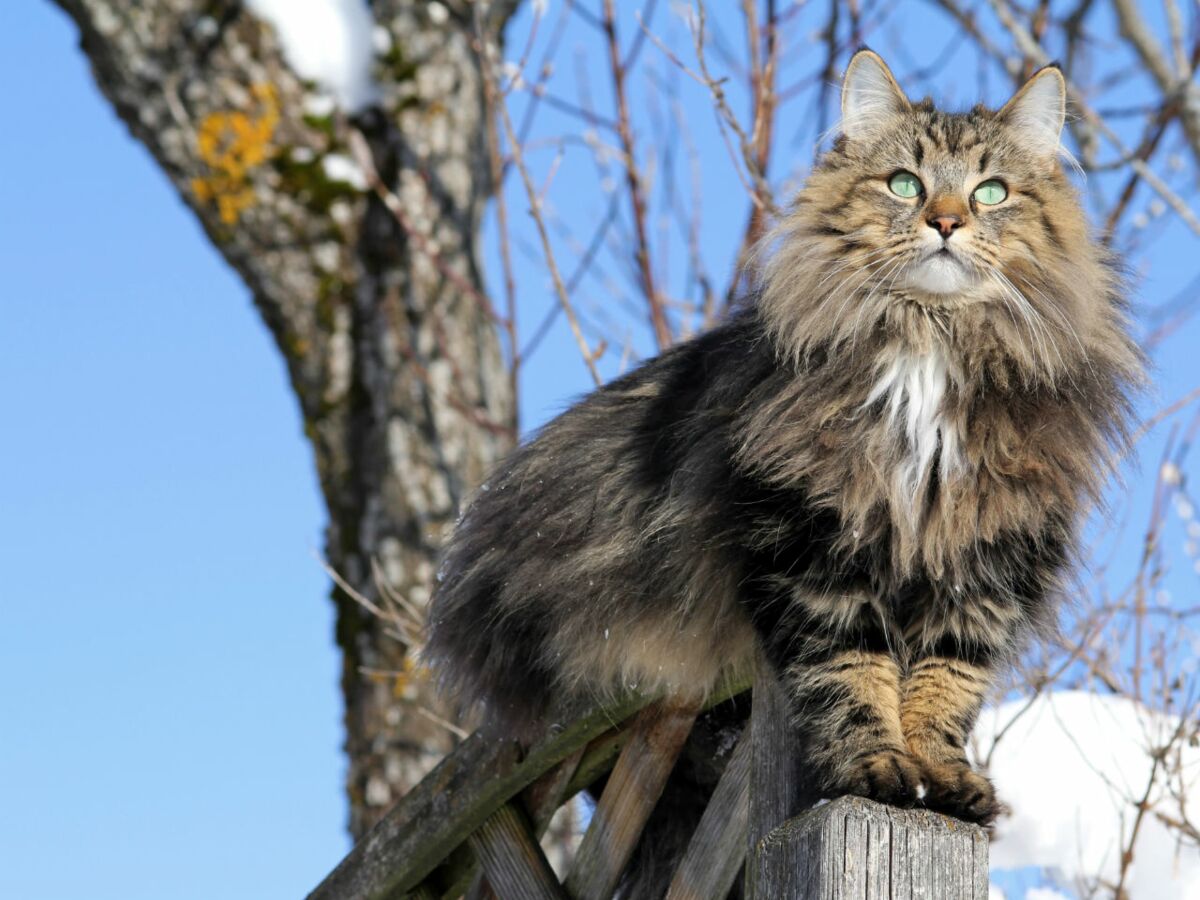 Comment Gerer Un Chat Baroudeur Femme Actuelle Le Mag