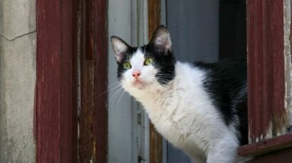 Photo Saurez Vous Retrouver Le Chat Et En Combien De Temps Femme Actuelle Le Mag