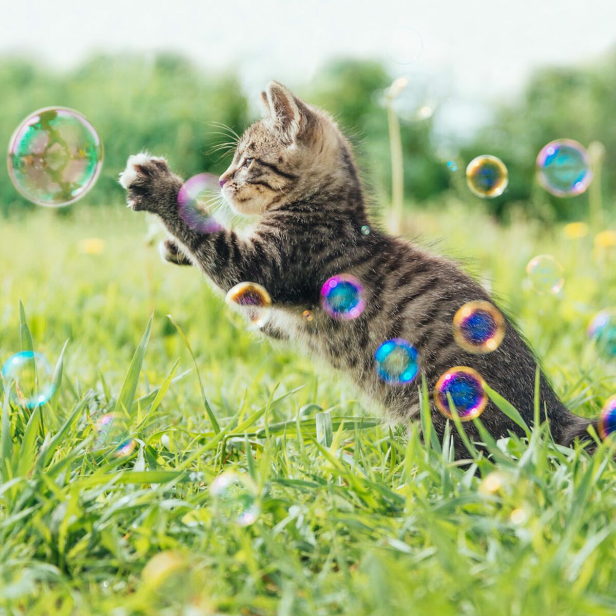 Animaux domestiques : Découvrez les nombreux avantages de l'herbe à chat et  les secrets de leur culture pour votre félin !
