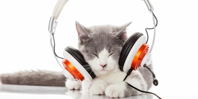 Chat stressé ? Faites-lui écouter de la musique !