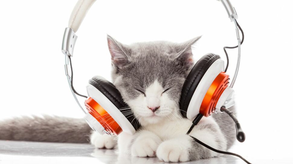Chat stressé ? Faites-lui écouter de la musique !