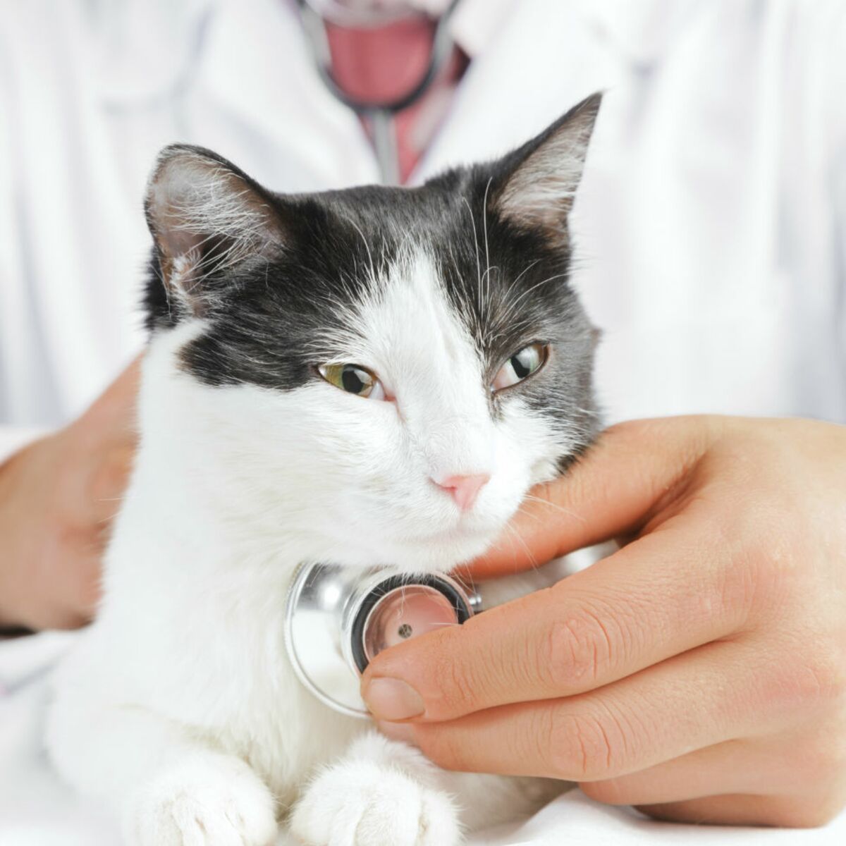 Comment Preparer Mon Chat A Sa Visite Chez Le Veterinaire Femme Actuelle Le Mag