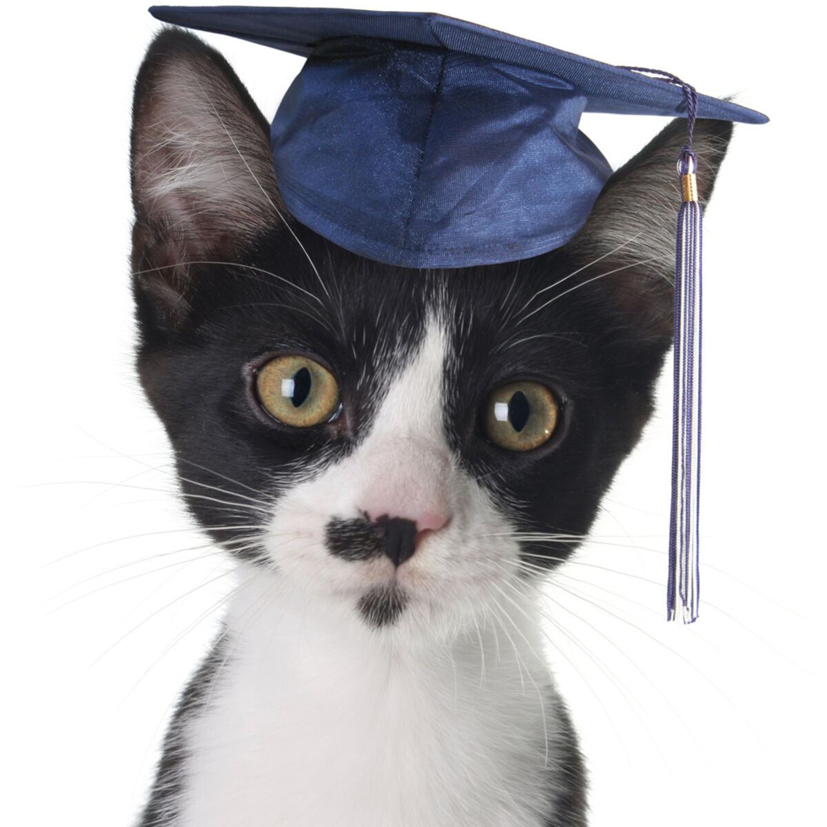 Comment Faire De Lui Un Chaton Bien Eleve Femme Actuelle Le Mag