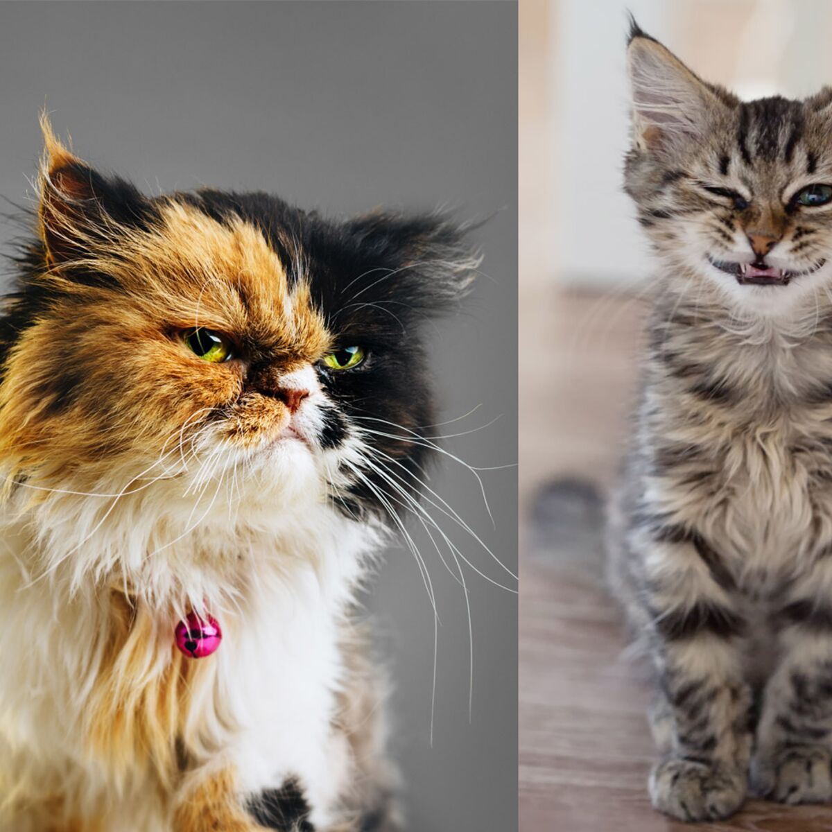 Les Chats Et Leurs Droles D Expressions Femme Actuelle Le Mag