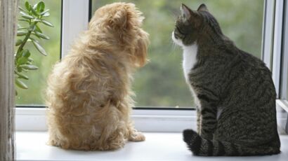 Chien Et Chat Nos Astuces Naturelles Pour Se Debarrasser Des Puces Femme Actuelle Le Mag