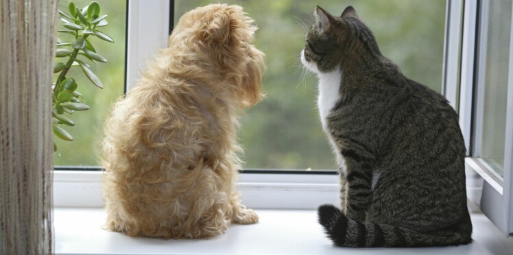 Chien Et Chat Jusquoù Va Leur 6ème Sens Femme