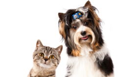 Reussir La Cohabitation Entre Mes Animaux De Compagnie Femme Actuelle Le Mag