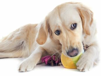 Le cocker américain, un chien très bien habillé : Femme Le cocker américain, un chien très bien habillé : Femme