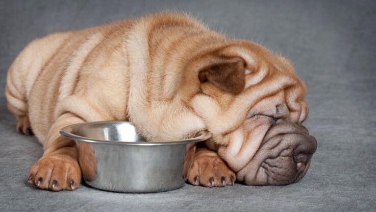 Chien Ou Chat Obèse On Les Met Au Régime Femme