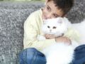 Cohabitation entre chat et enfant : les idées reçues en 10 points