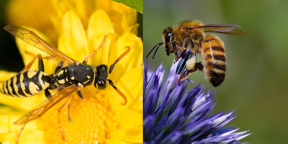 Comment distinguer une guêpe d’une abeille ?