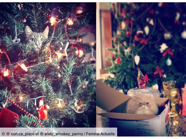 Comment Empêcher Votre Chat De Détruire Votre Sapin De Noël