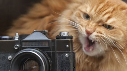 Votre Chat Est Trop Gros Les Conseils Du Veto Femme Actuelle Le Mag