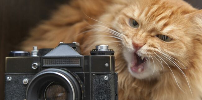 5 conseils pour photographier son chat