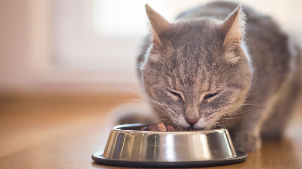 Croquettes, pâtées pour chat : les meilleures marques selon 60 millions de consommateurs