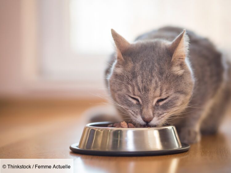 Croquettes, pâtées pour chat : les meilleures marques selon 60 millions de  consommateurs : Femme Actuelle Le MAG