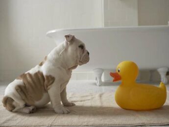 video des sex chien de sexe video des sex chien de sexe