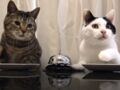 Quand deux chats activent des sonnettes pour manger leurs croquettes
