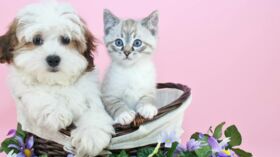 Les Prenoms Des Chats Et Des Chiens 16 Commencent Par La Lettre M Femme Actuelle Le Mag