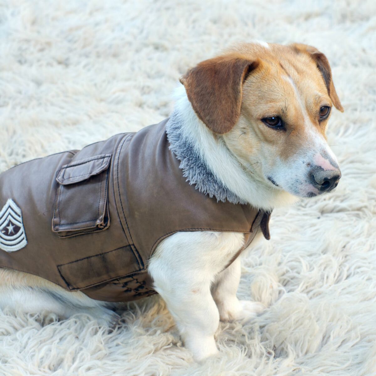 manteau chien animalis