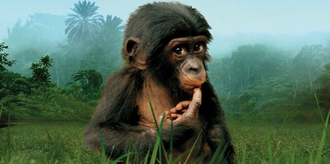 Un film sur les bonobos, des singes en voie de disparition