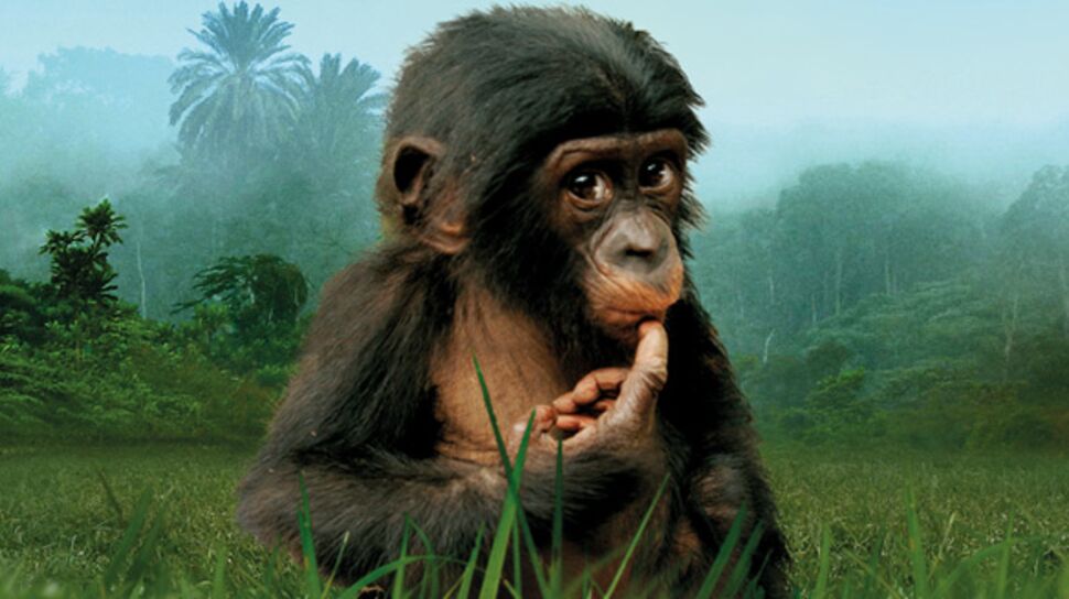 Un film sur les bonobos, des singes en voie de disparition