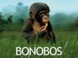 Bande annonce du film sur les bonobos