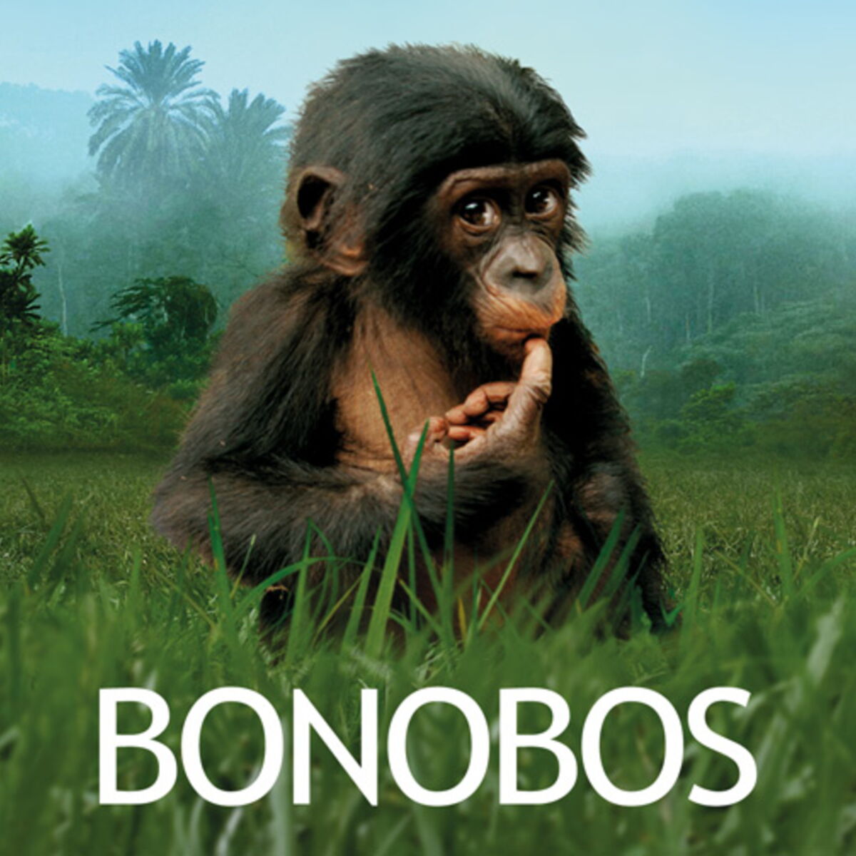 où rencontrer des bonobos