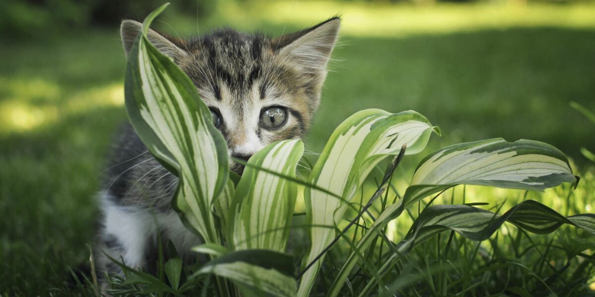 Les bonnes et les mauvaises herbes pour nos chats : Femme Actuelle Le MAG