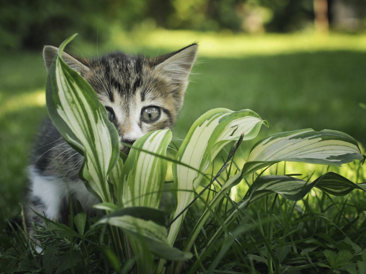 Pourquoi nos chats sont fous de l'herbe au chat ?