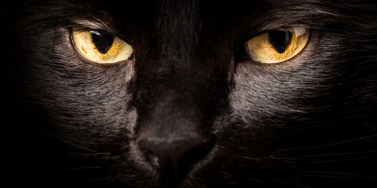 Horoscope De Votre Chat Decouvrez Son Caractere Femme Actuelle Le Mag