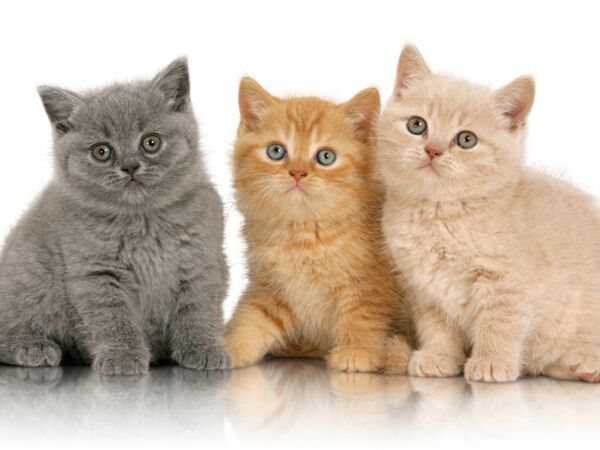 Mon Chat Est Un Pot De Colle Mon chat est un pot de colle ! : Femme Actuelle Le MAG