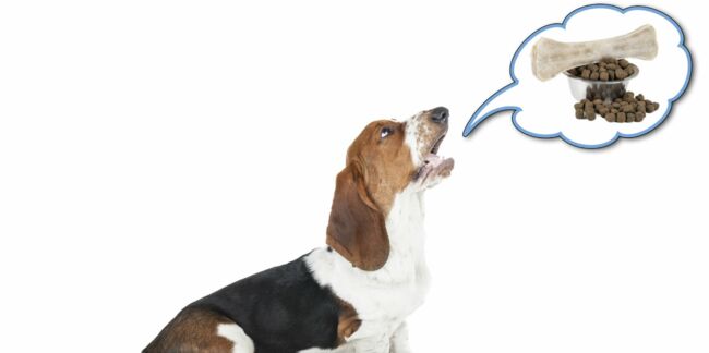 Décodez le langage de votre chien