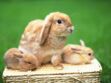Est-ce que le lapin nain est un vrai compagnon ?