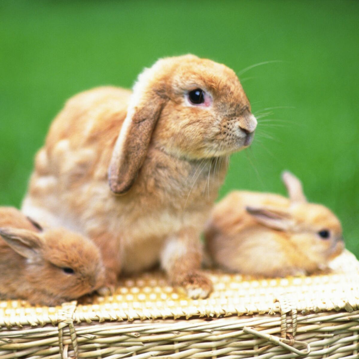 Кролик 7 лет. Кролики. Крольчиха с крольчатами. Домашние животные кролик. Заяц и кролик.