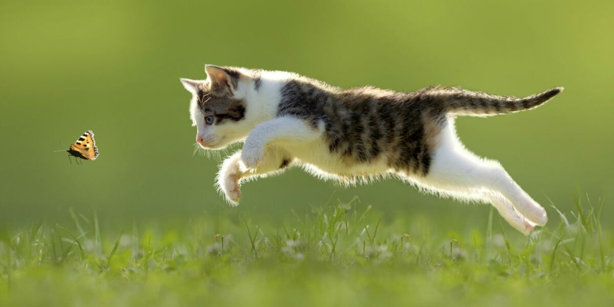 Le Corps Du Chat A Des Super Pouvoirs Femme Actuelle Le Mag