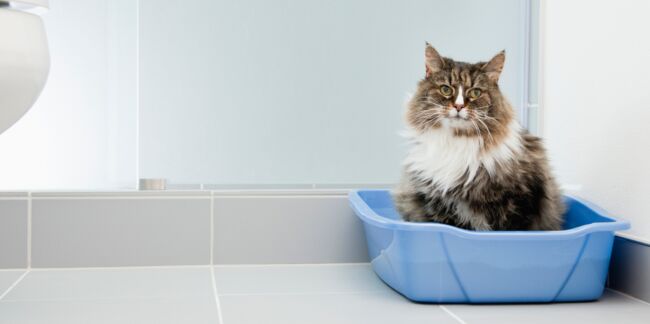Litière pour chat : l’astuce géniale pour éviter les mauvaises odeurs