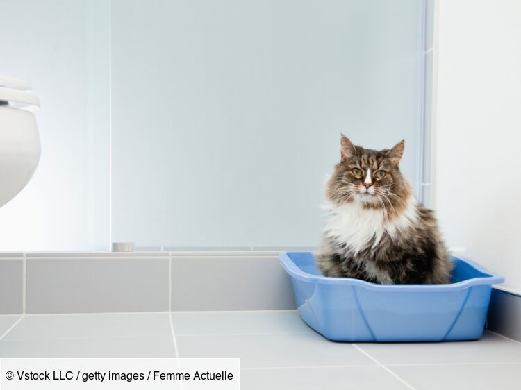 Comment se débarasser des odeurs de la litière du chat ?