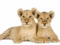 Naissance de 3 lionceaux au parc zoologique de Paris