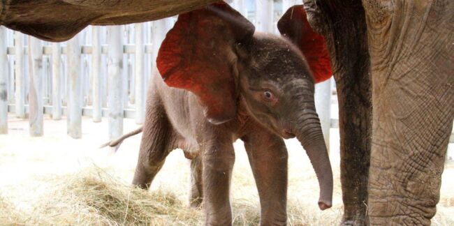 Zoo : les naissances de l'été en images
