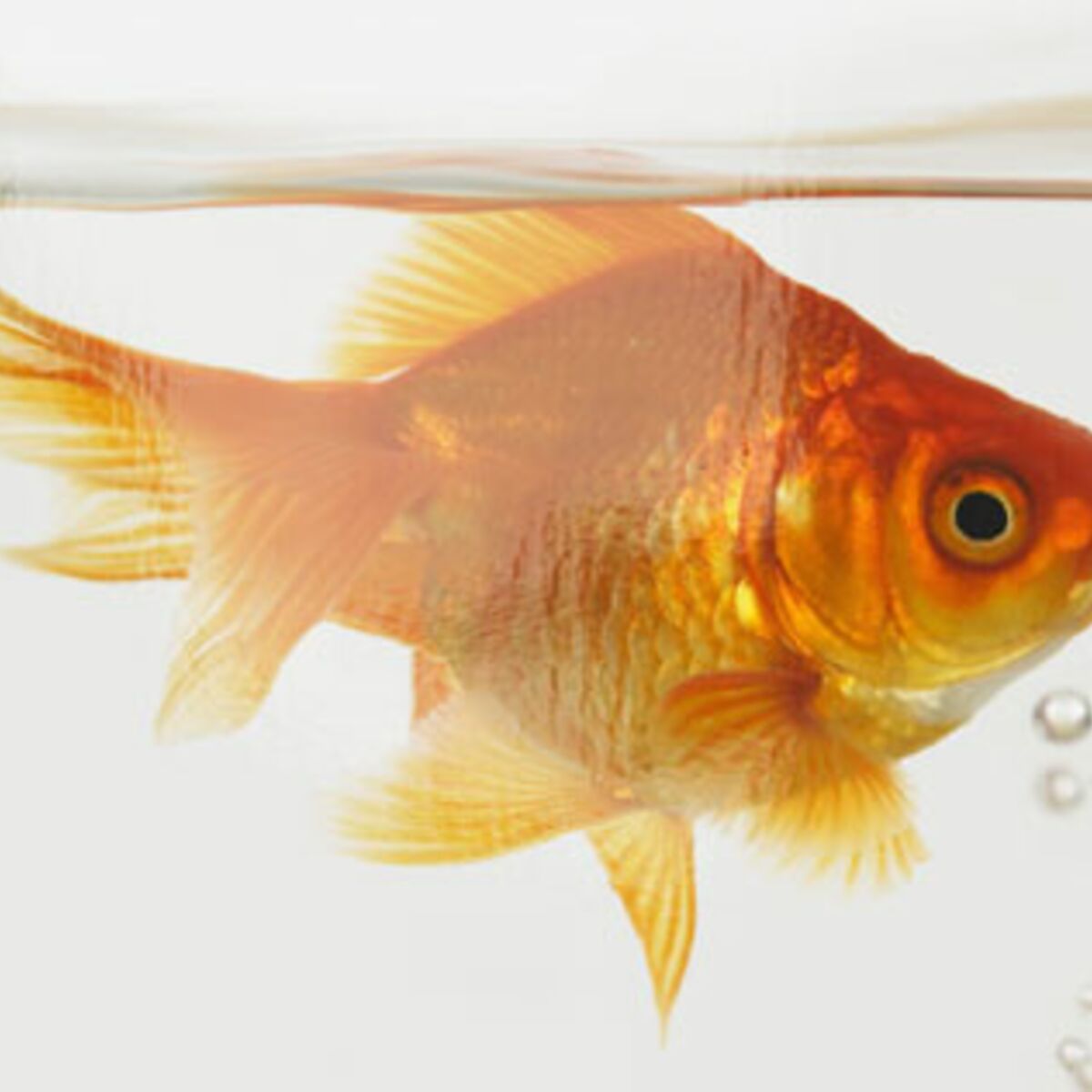 Le poisson rouge en aquarium : conseils et bonnes pratiques