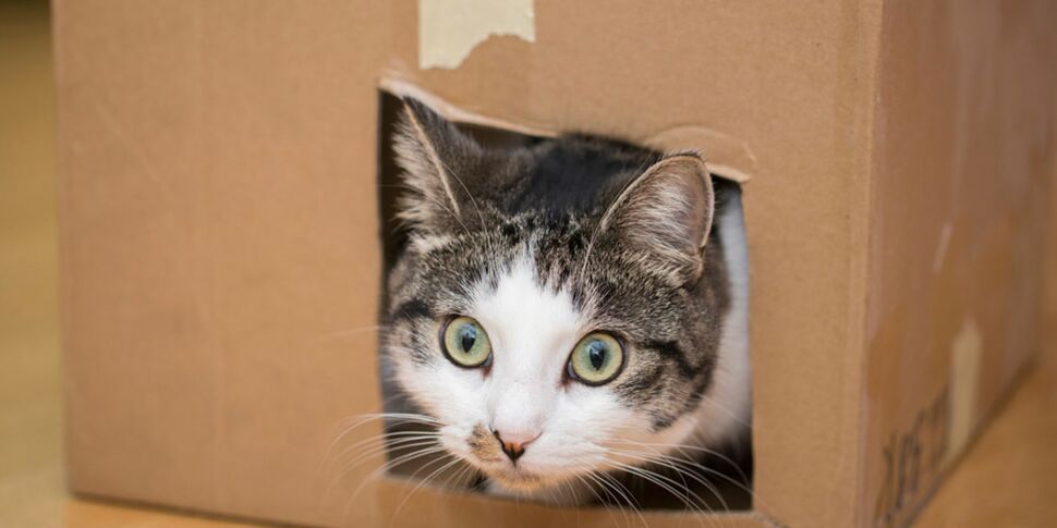 Pourquoi les chats adorent-ils les boîtes ?