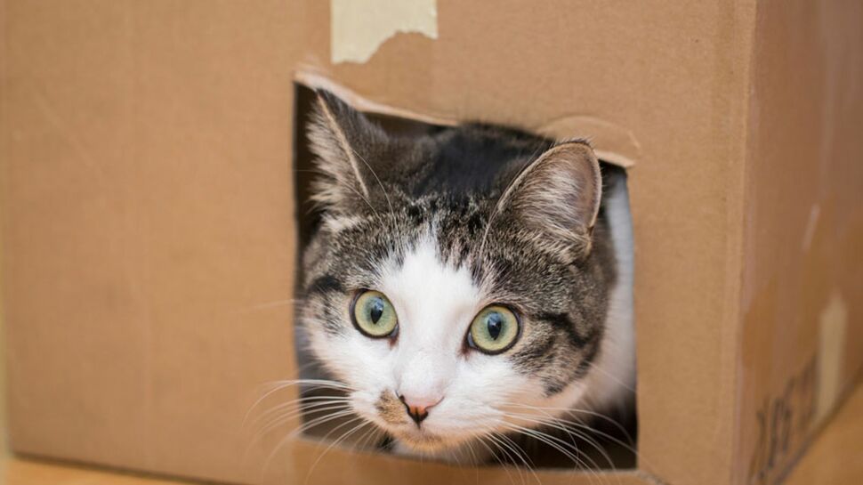 Pourquoi les chats adorent-ils les boîtes ?