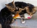 VIDÉO - Pourquoi les chats aiment-ils nous masser ?