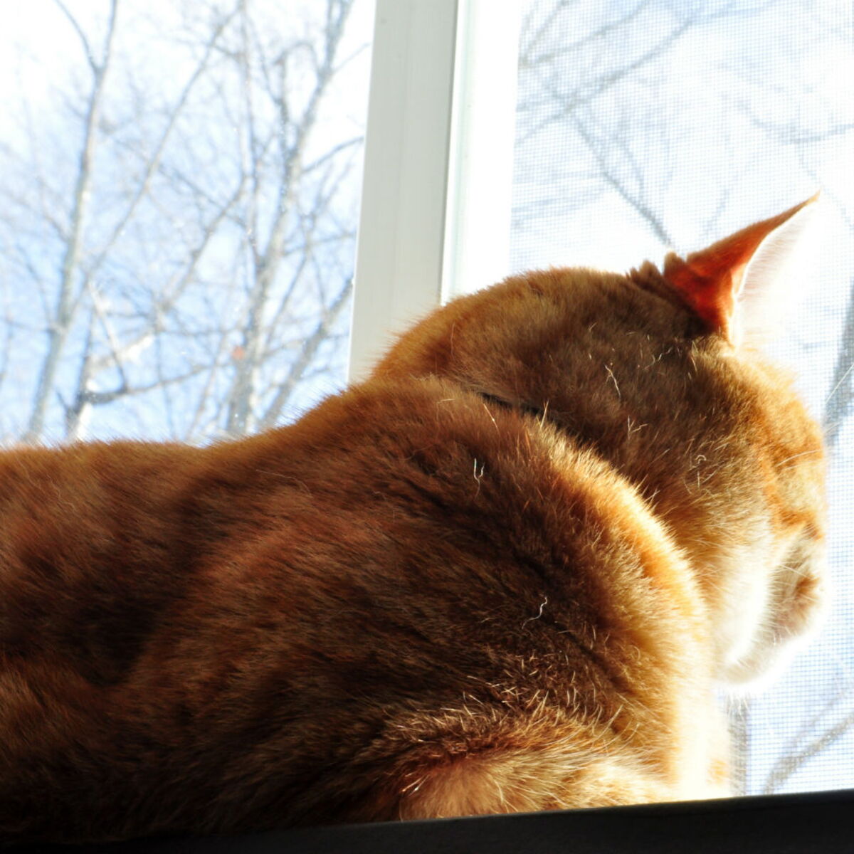 Quel Arbre A Chat Choisir Femme Actuelle Le Mag Quel Arbre A Chat Choisir Femme Actuelle Le Mag