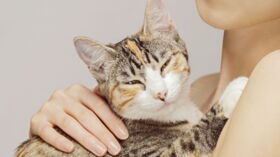 Un Chat Qui Ronronne Sur Commande Femme Actuelle Le Mag